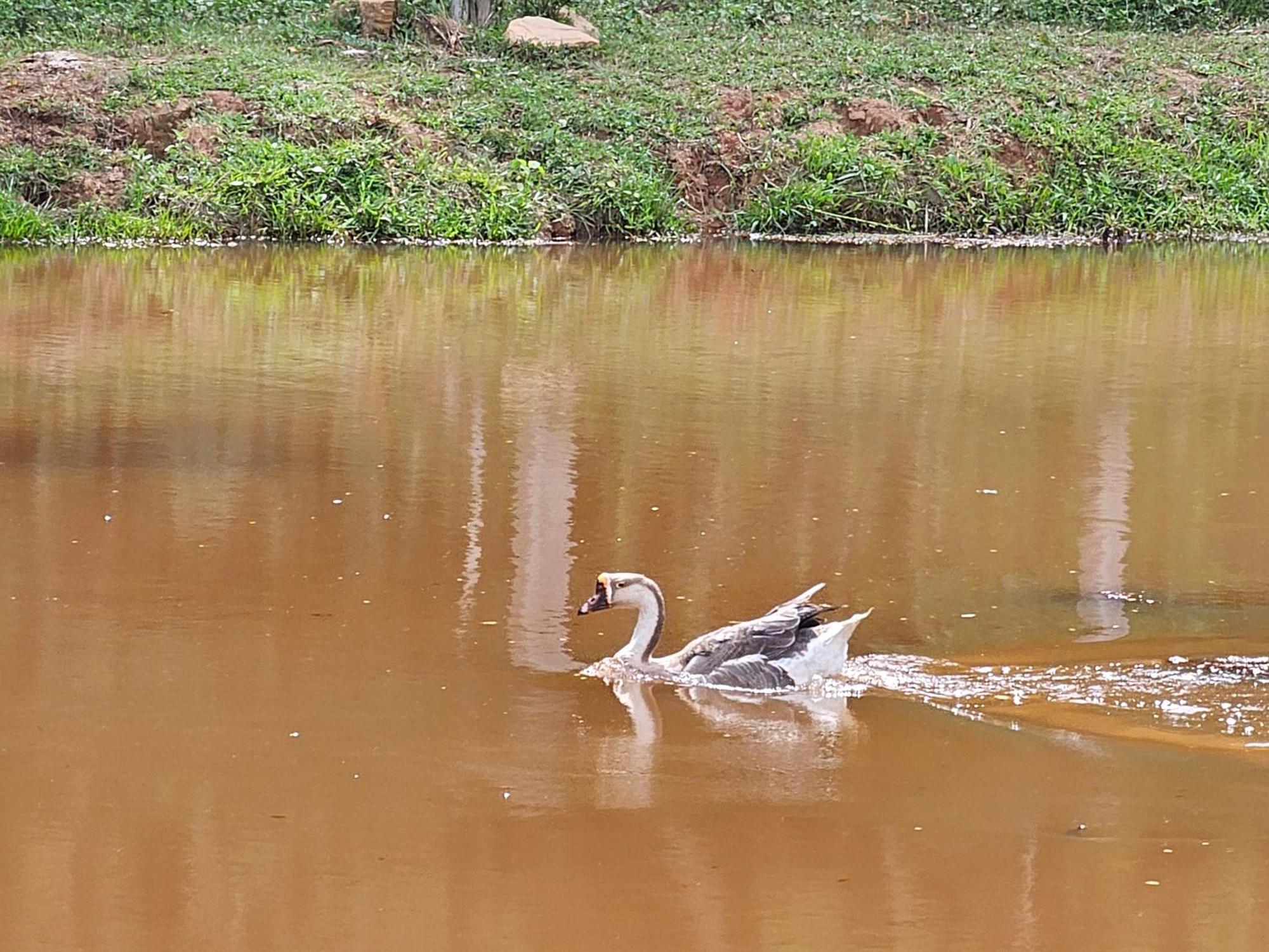 Sitio Reis Membeca Paraiba do Sul Bagian luar foto