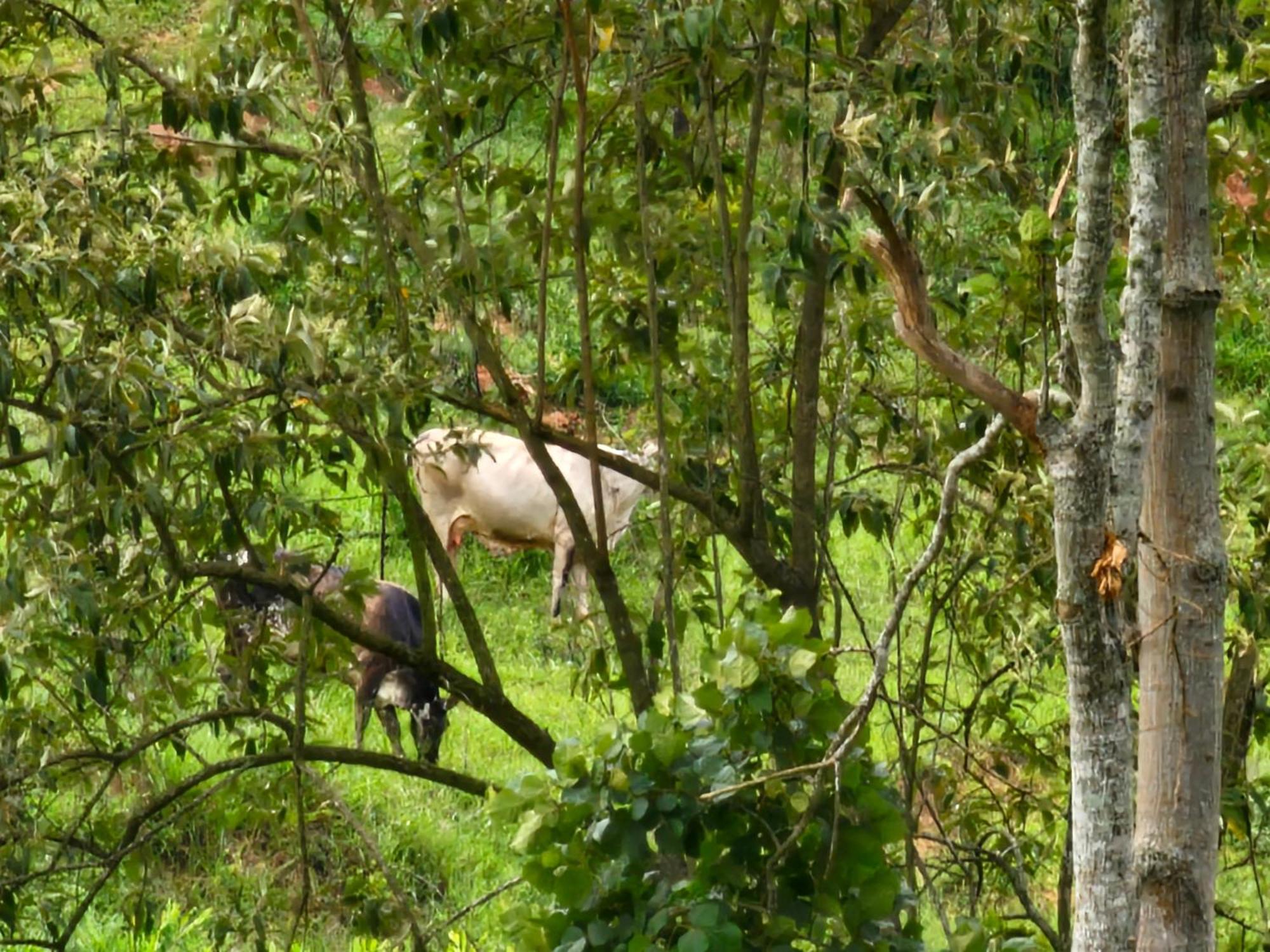 Sitio Reis Membeca Paraiba do Sul Bagian luar foto