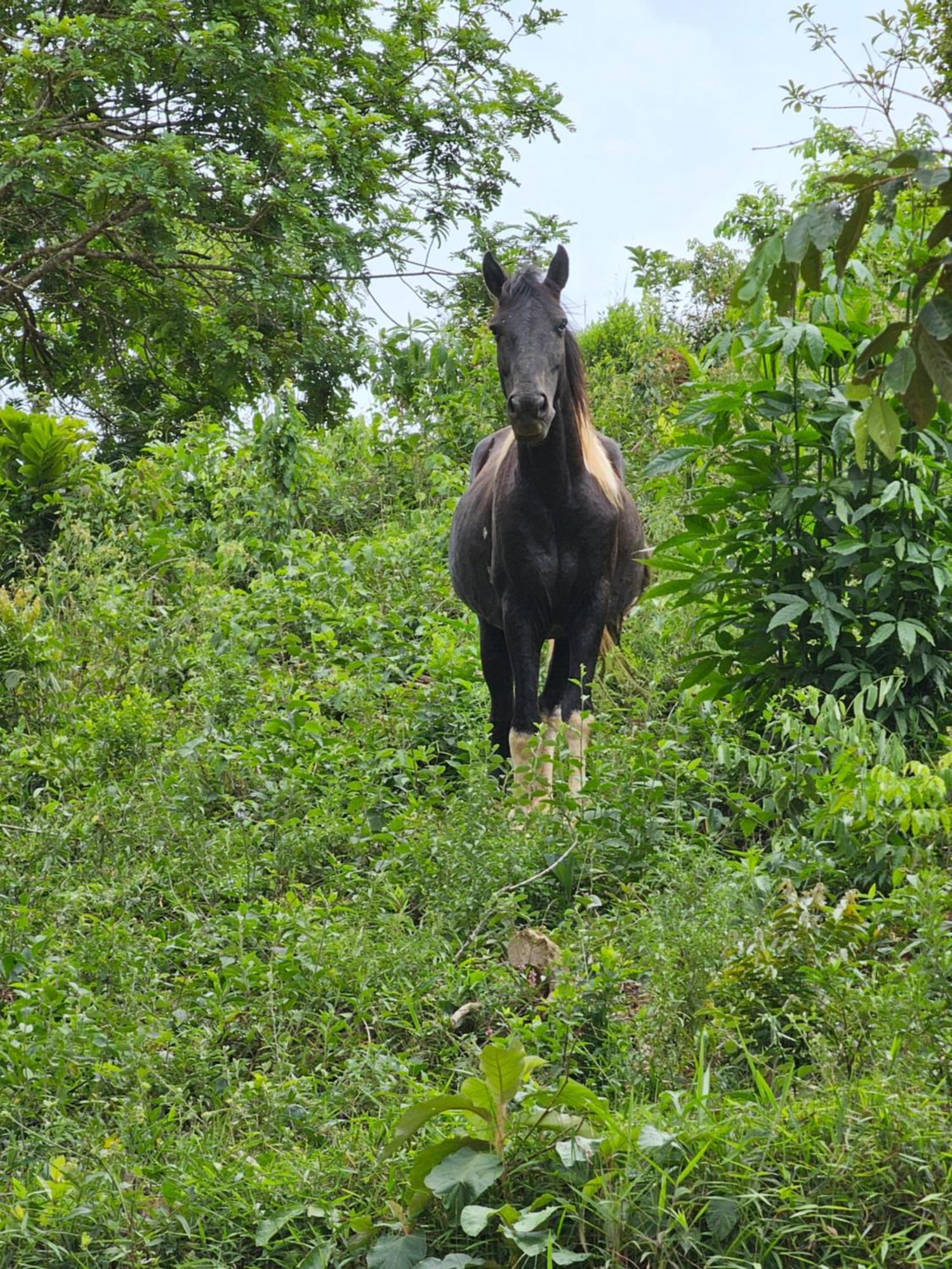 Sitio Reis Membeca Paraiba do Sul Bagian luar foto