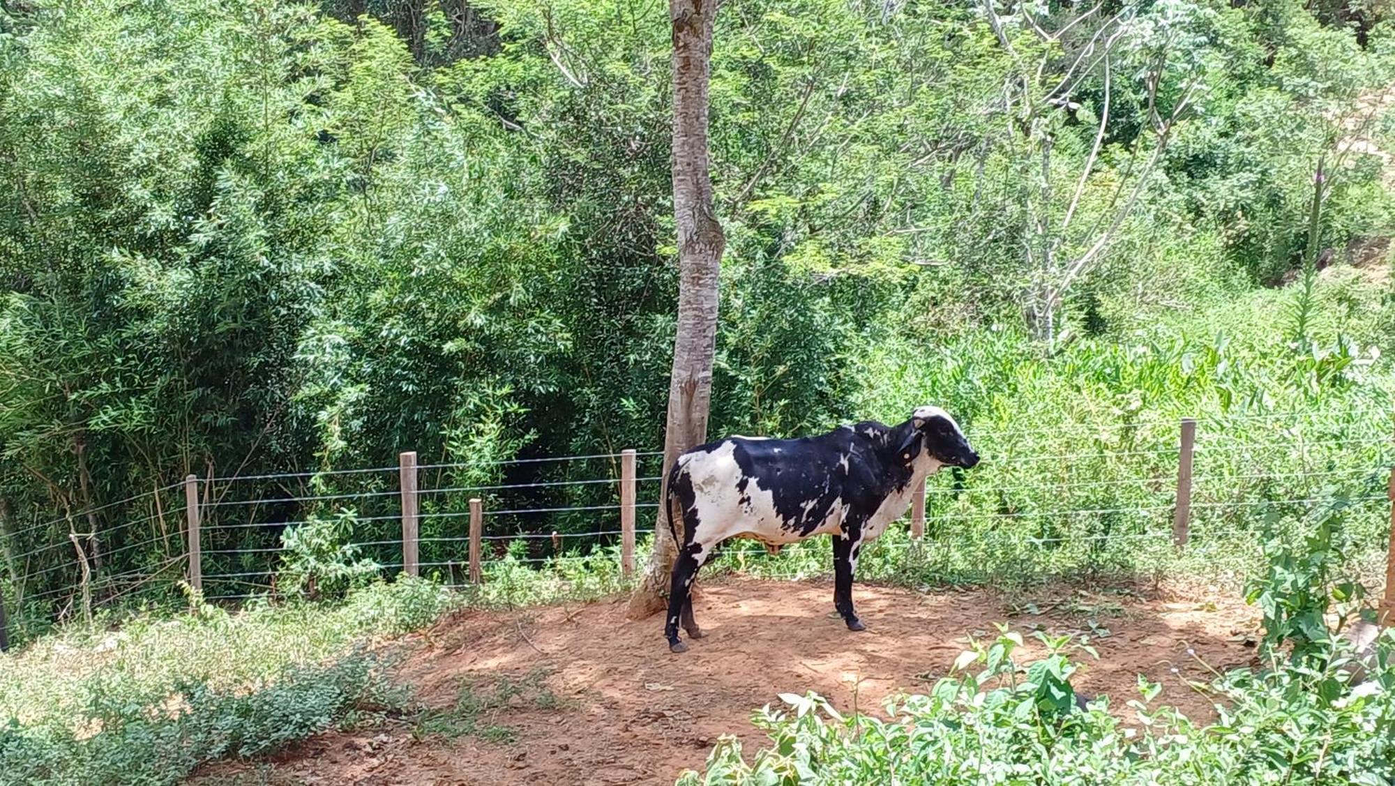Sitio Reis Membeca Paraiba do Sul Bagian luar foto