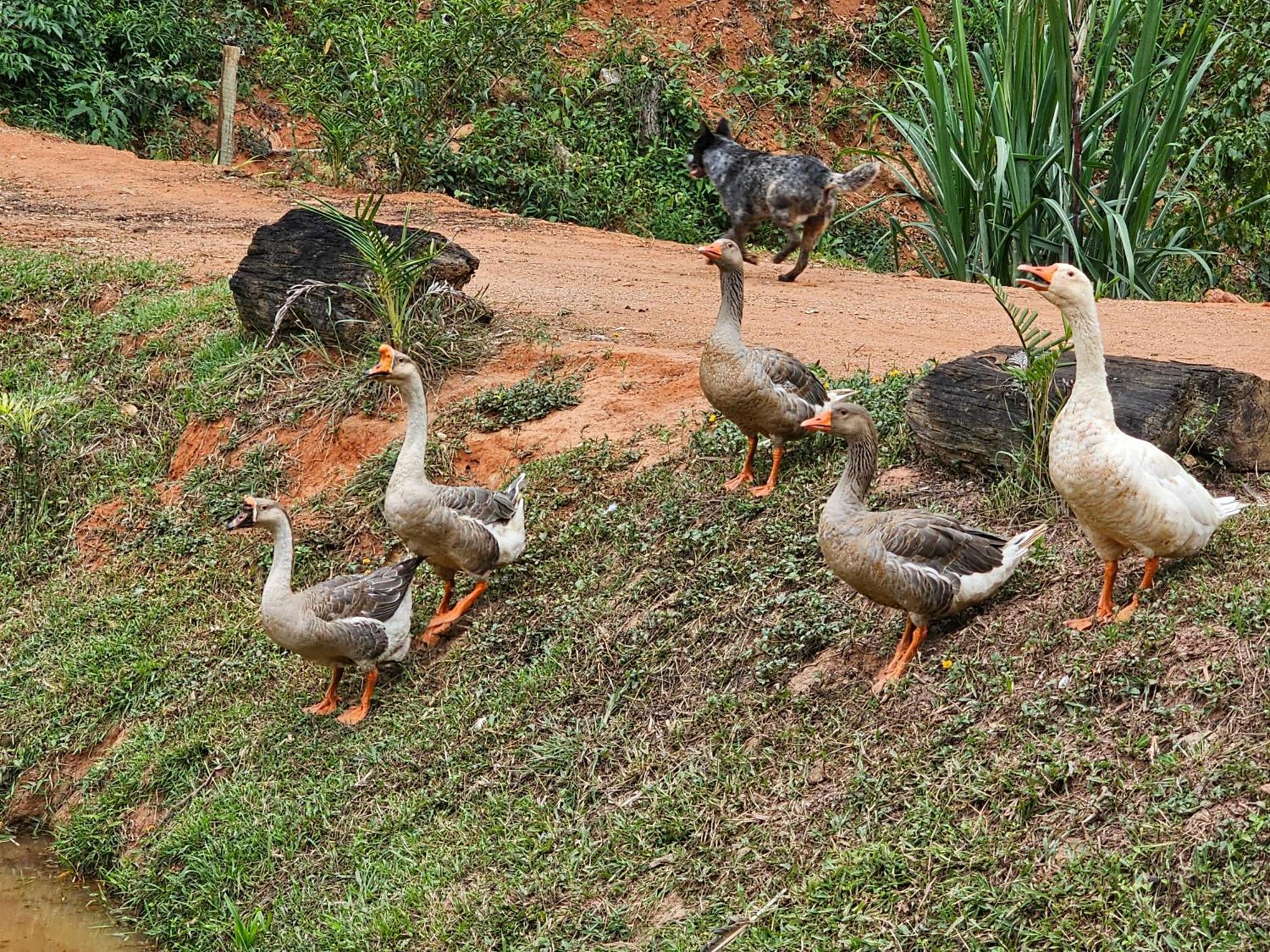 Sitio Reis Membeca Paraiba do Sul Bagian luar foto